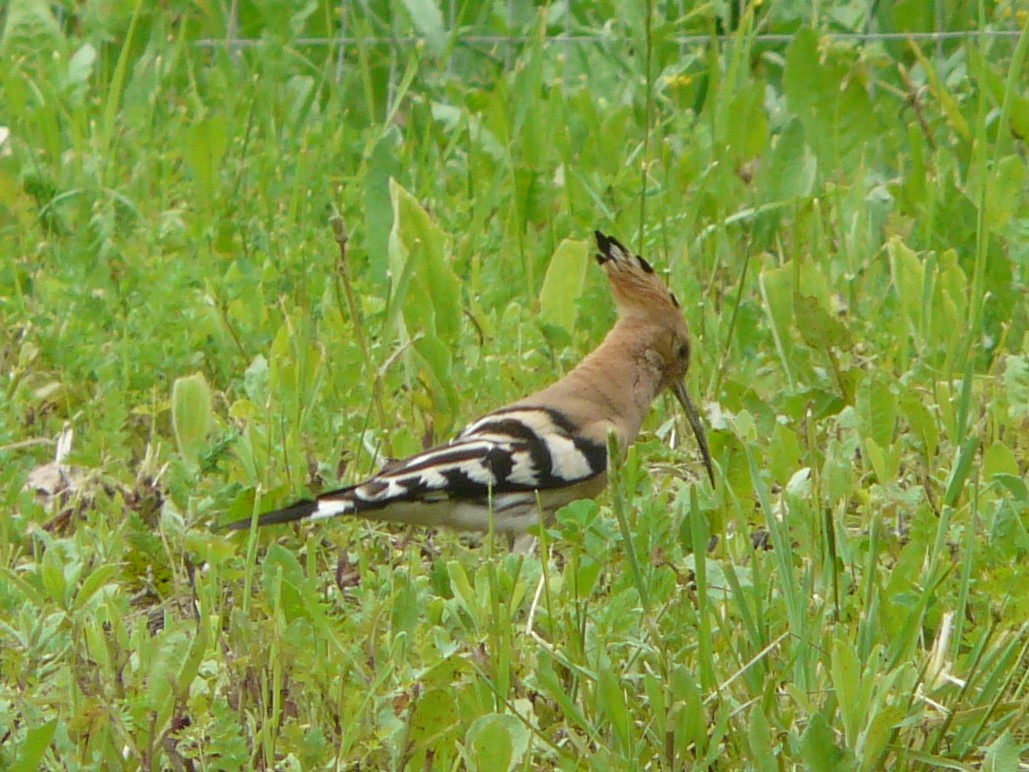 Le Farfalle Abruzzo - Casoli Long-term Rental Apartments