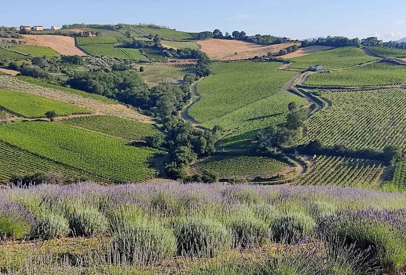 Abruzzolavanda - 3 Original Rental Homes in Pollutri & Villalfonsina