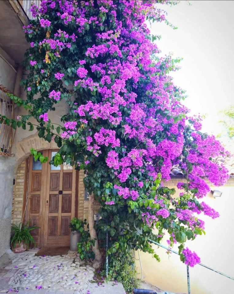 Abruzzolavanda - 3 Original Rental Homes in Pollutri & Villalfonsina