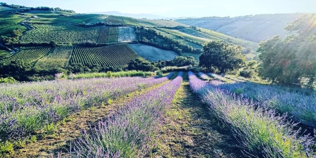 Help Bring in the Lavender at Abruzzolavanda, Pollutri